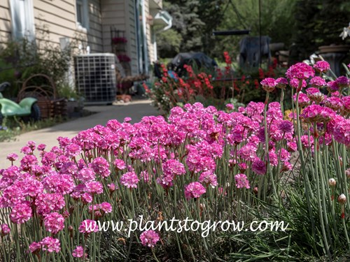 Red Leaved Thrift (Armeria maritima Rubrifolia)